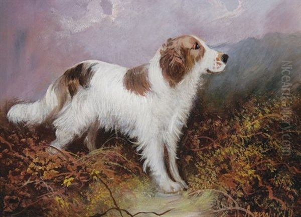 Springer Spaniel - view 1