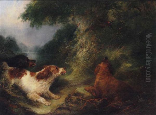 Spaniels Putting Up Pheasant - view 1