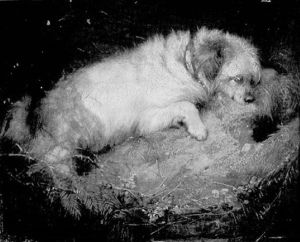 Spaniel Spaniel
