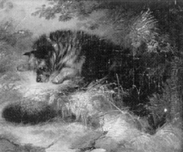 Nyfiken Hund Och Igelkott - view 1
