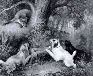Fox And Terriers At Play by George Armfield
