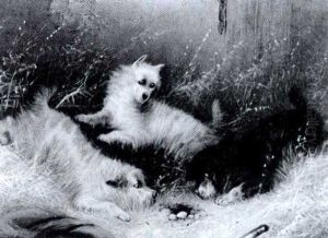 Terriers Ratting  The Confrontation