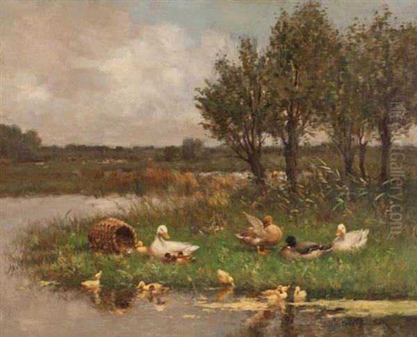 Ducklings At Play - view 1