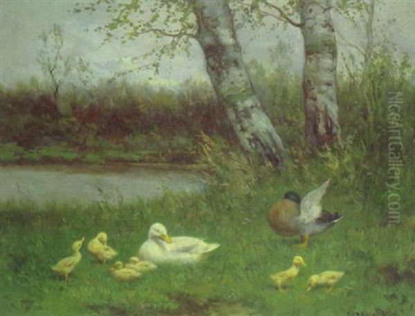 Entenfamilie Am Wasser - view 1