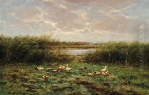 Ducks And Ducklings At The Water's Edge