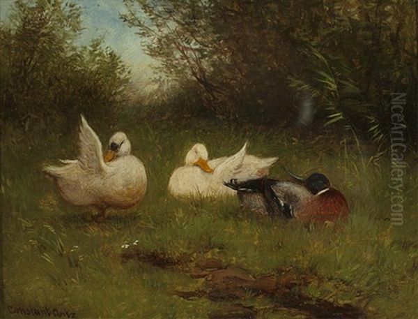 Preening Ducks - view 1