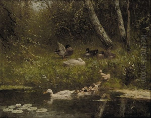 The First Swim - view 1