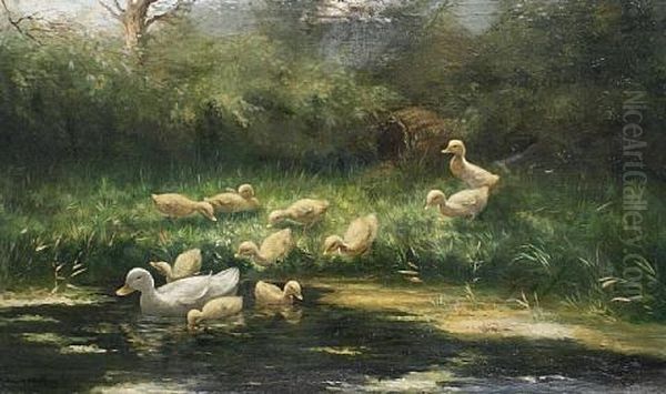 A First Swim For The Ducklings - view 1
