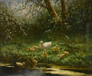 An Inquisitive Swim
