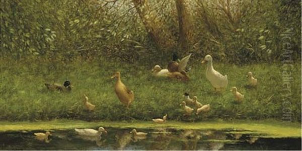 Ducks With Their Young On A Riverbank - view 1