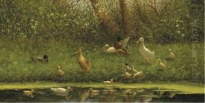Ducks With Their Young On A Riverbank