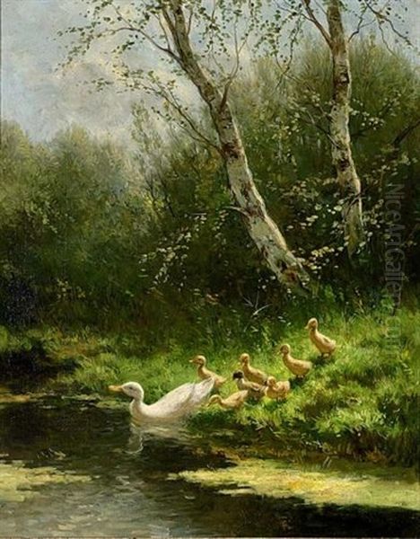 Duck With Ducklings Watering - view 1