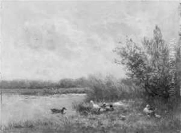Enten Am Weiher - view 1