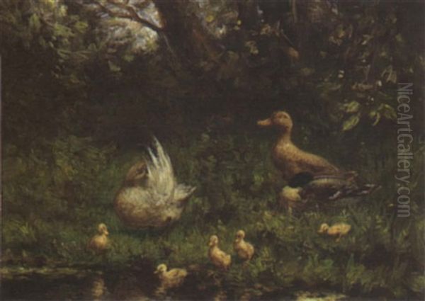 Ducks With Their Ducklings Near The Waterfront - view 1