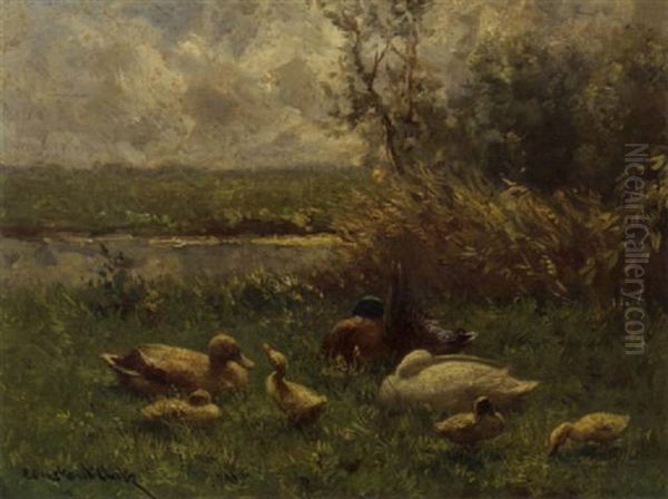 A Family Of Ducks - view 1