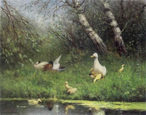 Ducks And Ducklings On A Riverbank - view 1