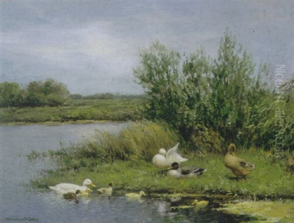 Eenden Met Kuikens Aan De Waterkant - view 1