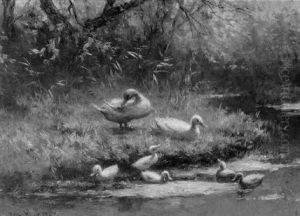 Ducks And Ducklings