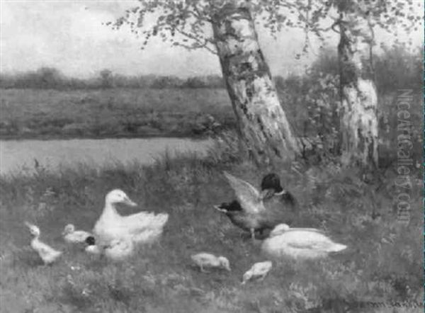 Eendenfamilie Aan De Waterkant - view 1