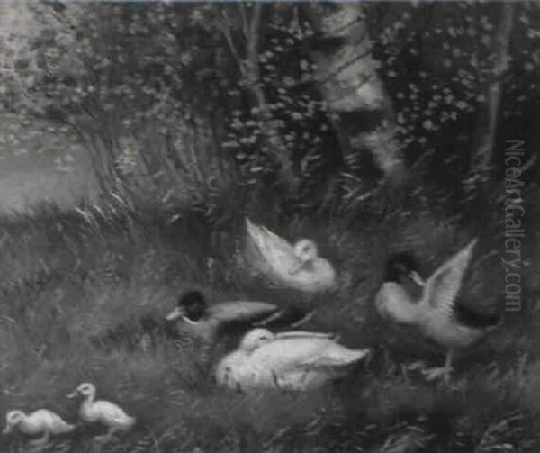 Wiese Mit Vier Enten Und Zwei Kuken - view 1