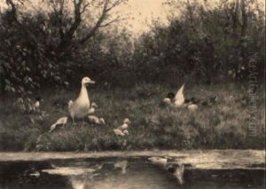 Ducks Along A Ditch