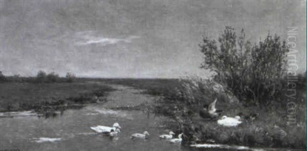 Enten An Einem Altwasser In Weiter Wiesenlandschaft - view 1