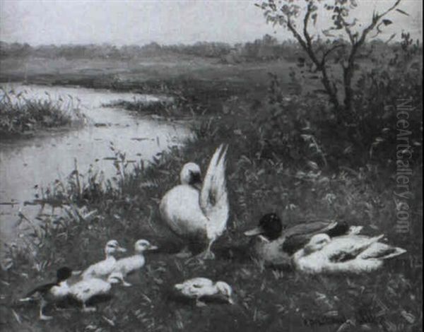 Enten Am Flussufer - view 1