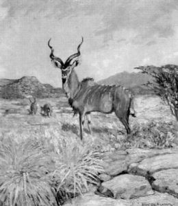 Kudu-antilope In Afrikanischer Landschaft