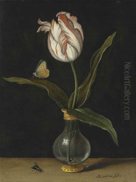 The 'zomerschoon" Tulip - view 1