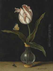 The 'zomerschoon" Tulip by Balthasar Van Der Ast