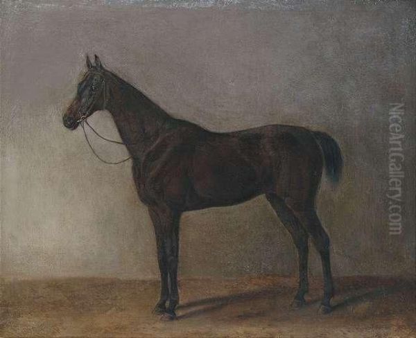 A Brown Gelding - view 1