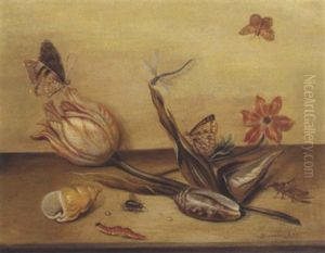 Stillleben Mit Einer Tulpe, Einer Anemone, Zwei Muscheln Und Insekten by Balthasar Van Der Ast