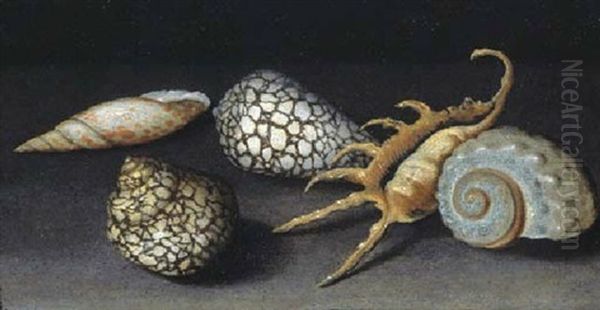 Shells On A Table - view 1
