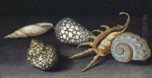 Shells On A Table by Balthasar Van Der Ast