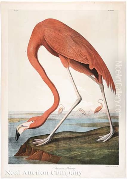 Flamingo, Pl. 318 (from Birds Of America) - view 1