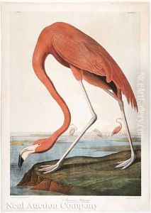 Flamingo, Pl. 318 (from Birds Of America) by John James Audubon
