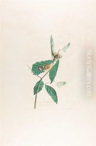 Swainson's Warbler, Pl. 50 (from The Havell Edition Of The Birds Of America) by John James Audubon