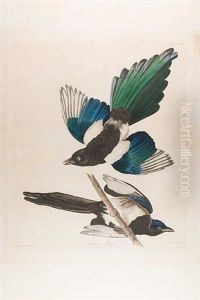 American Magpie, Pl. Ccclvii (from The Havell Edition Of The Birds Of America)