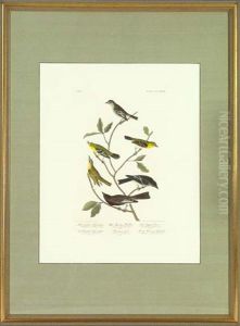 Little Tyrant Fly-catcher (pl. Ccccxxxiv From Birds Of America)