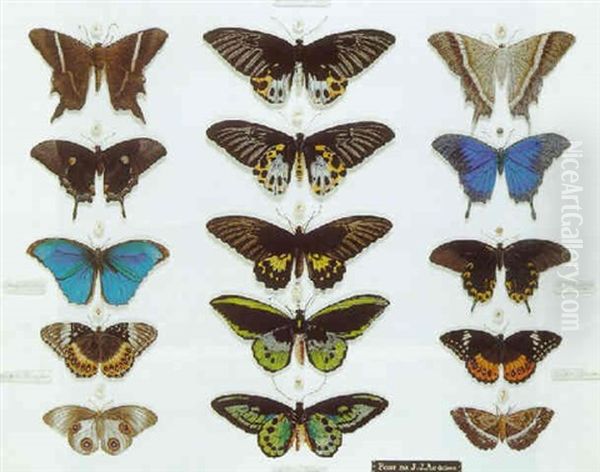 Planche De Papillon: La Famille Des Ornithopteres - view 1