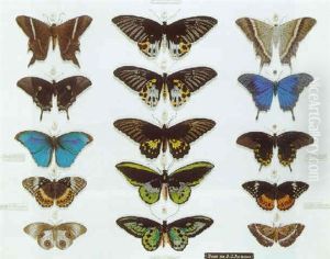 Planche De Papillon: La Famille Des Ornithopteres by John James Audubon