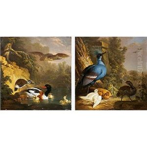 Perdiz Junto A Un Nido De Paloma Coronada Victoria Con Sus Crias (+ Avefria Intimidando A Unos Patos; Pair)
