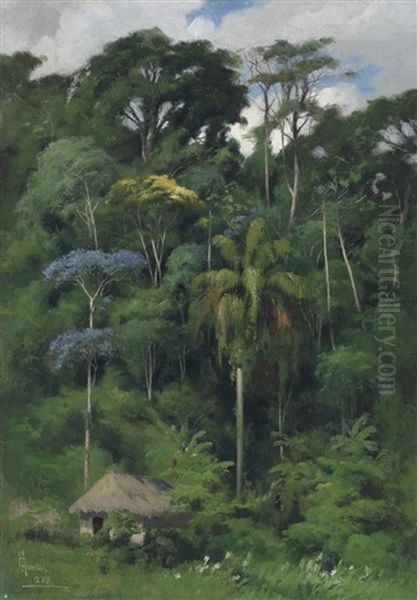 Brazilian Forest - view 1
