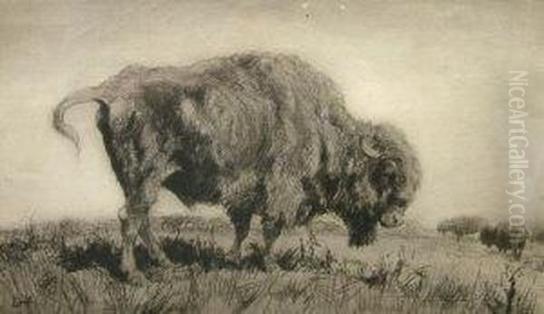 "the Bison" - view 1
