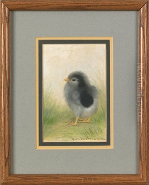 A Single Chick - view 1