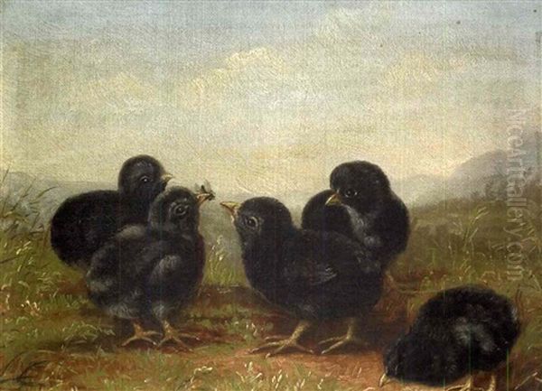 Five Black Chicks - view 1