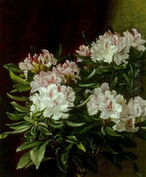 Opstilling Med Hvid Og Lyserod Rhododendronbusk - view 1