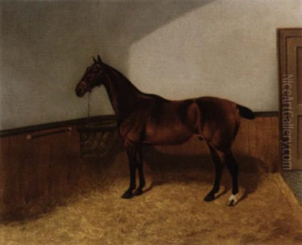"moreton", A Tethered Hunter In A Stable - view 1