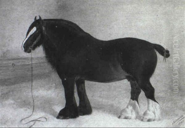 A Dark, Bay Shire Horse In A Stable Interior - view 1