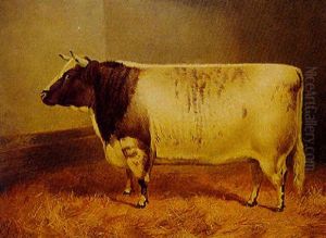 Princess Josephine 2nd, A Champion Cow, At Smithfield And Birmingham
